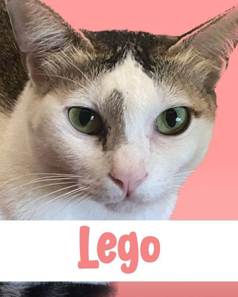 Instagram.com/pawswedan